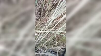 Shy GF’s Hairy Bush Exposed and Pounded During Risky Outdoor Sex – Indian Jungle MMS